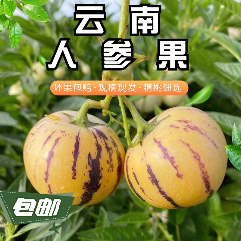 云南新鲜人参果  自家种植  精选树上自然成熟