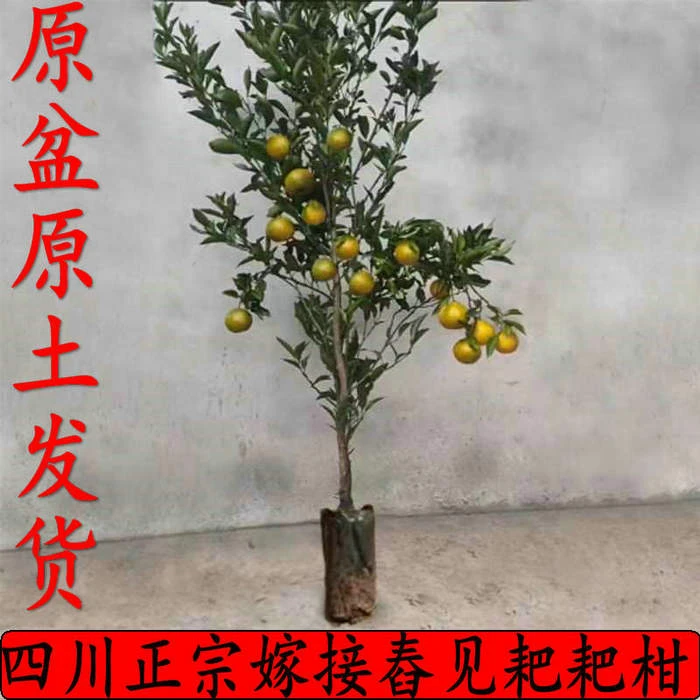 春见耙耙柑圆盆原土