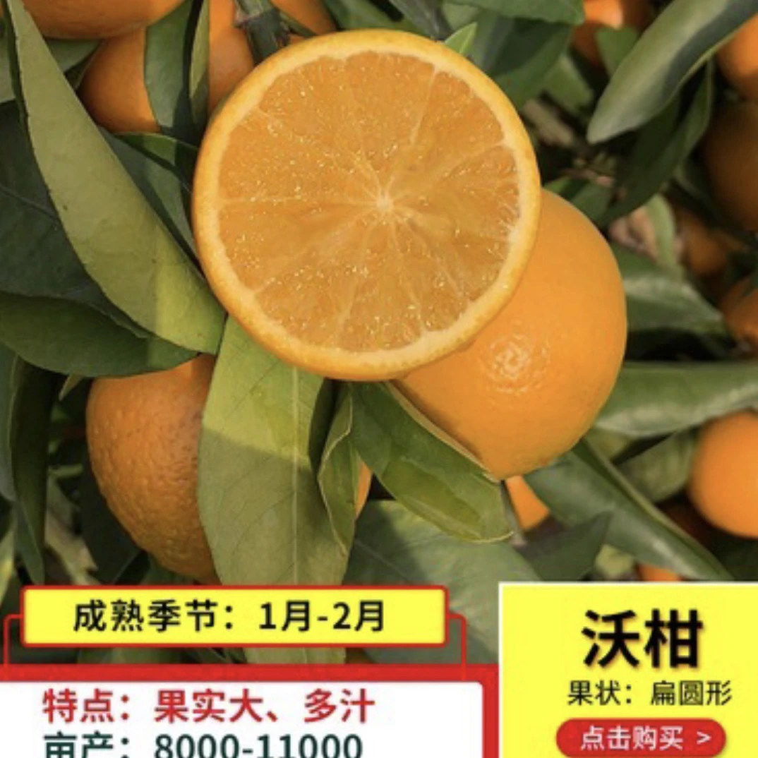 四川正宗高产沃柑树苗香橙头嫁接沃柑苗