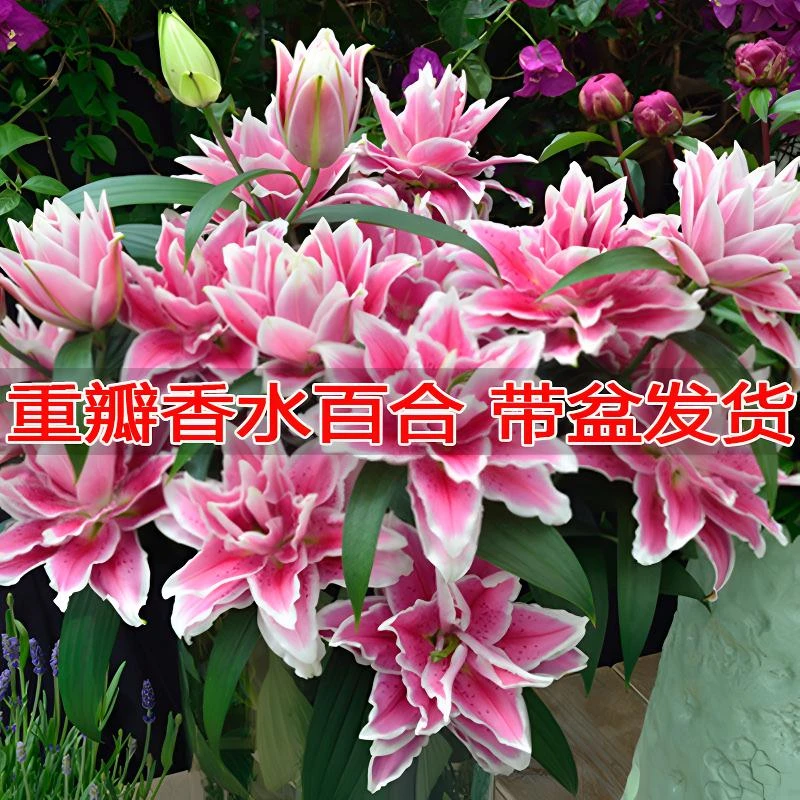 30天开花重瓣香水百合花 盆栽花卉四季阳台植物室内绿植好养活