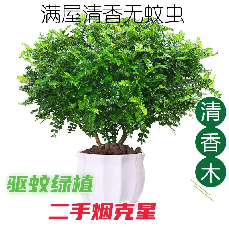 【大株】驱蚊清香胡椒木 盆栽花卉绿植 四季好养净化空气吸甲醛植物