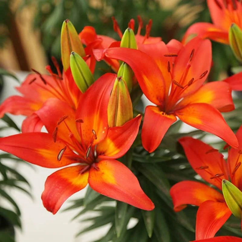 【特价】带芽香水百合种球 花盆栽绿植室内四季花卉耐寒好养 花种球