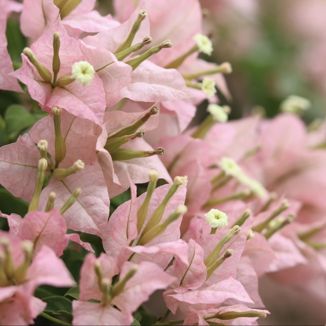 花梦园【三角梅-魔法樱花】原生耐养易活四季开花阳台庭院勤花盆栽
