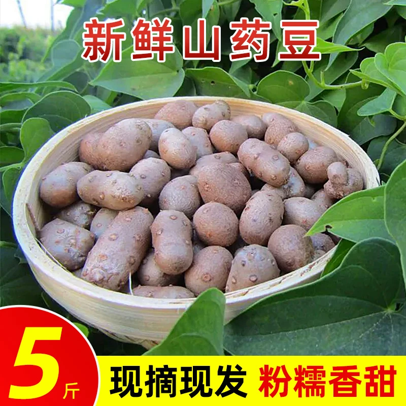 农家小白嘴铁棒杆铁棍怀山药豆蛋新鲜冰糖葫芦用豆大果商用现摘