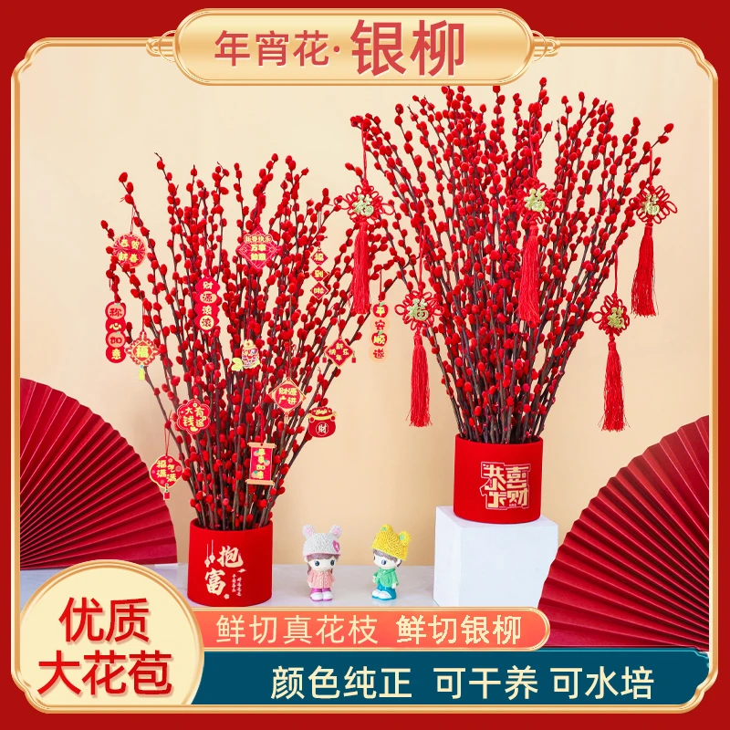 【福桶套餐】真花银柳鲜枝春节年宵花卉植物干花红色室内客厅装饰