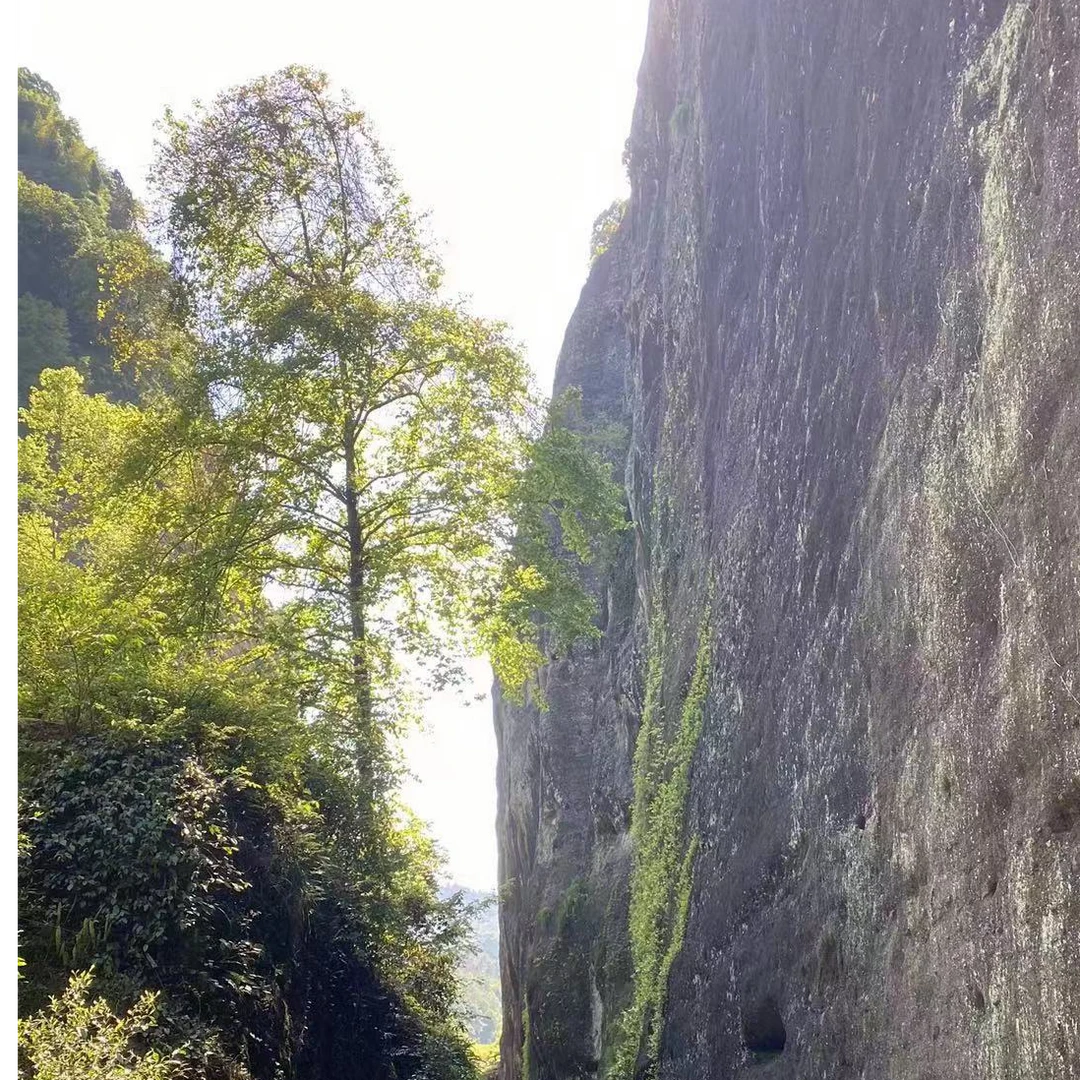 天坑壹號（坑涧肉桂） 武夷岩茶  东方六禾 罐装/50克  武夷山