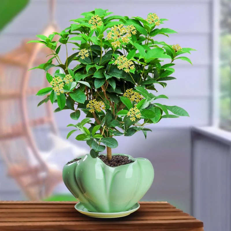 1212-DIY种植盆栽开心农场观察植物发
