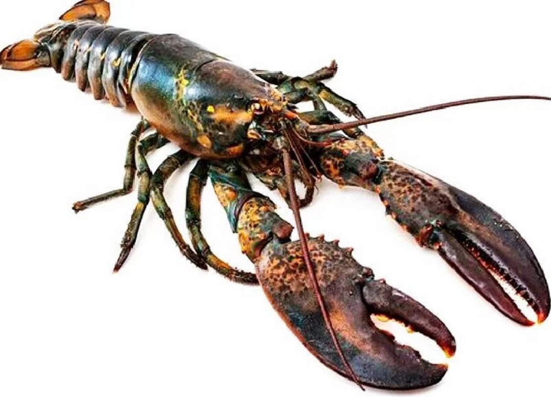 波士顿大龙虾1.8/2斤