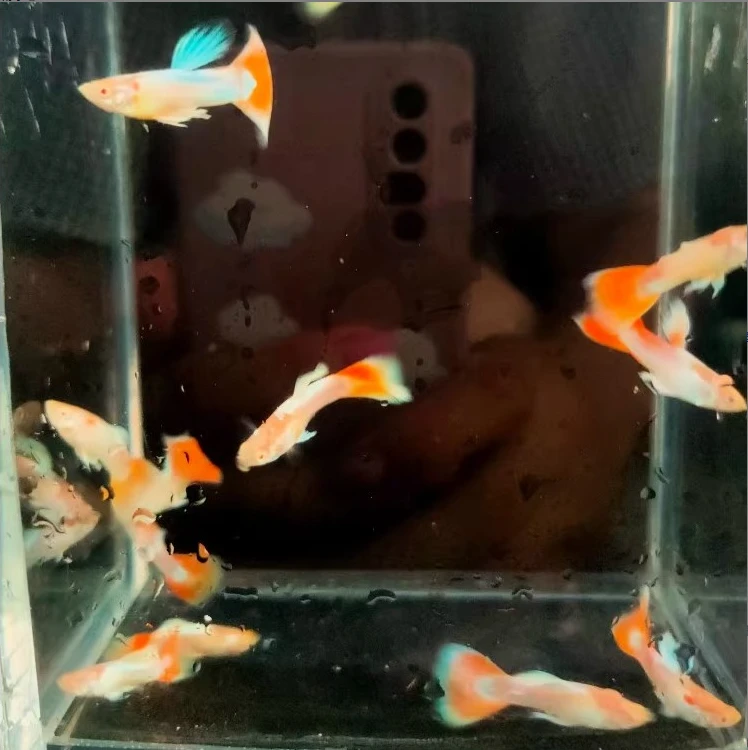 精品（火烧云）孔雀鱼2-2.5cm 超出备损均价补款