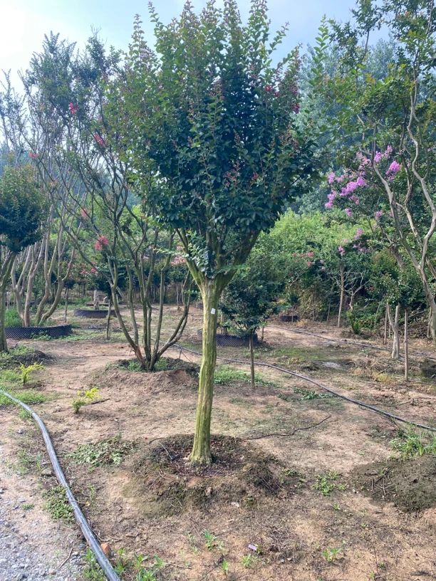 紫薇红花百丽宫粉庭院别墅阳台