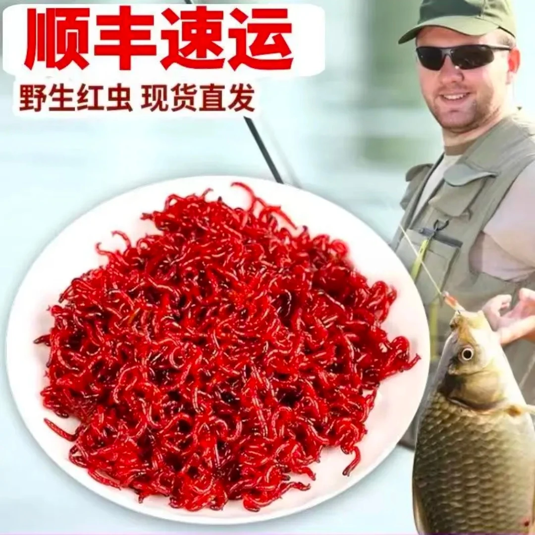鲜活红虫特大号批发秋季野钓拉饵虫鱼食饵料钓鱼活虫鱼饵包邮
