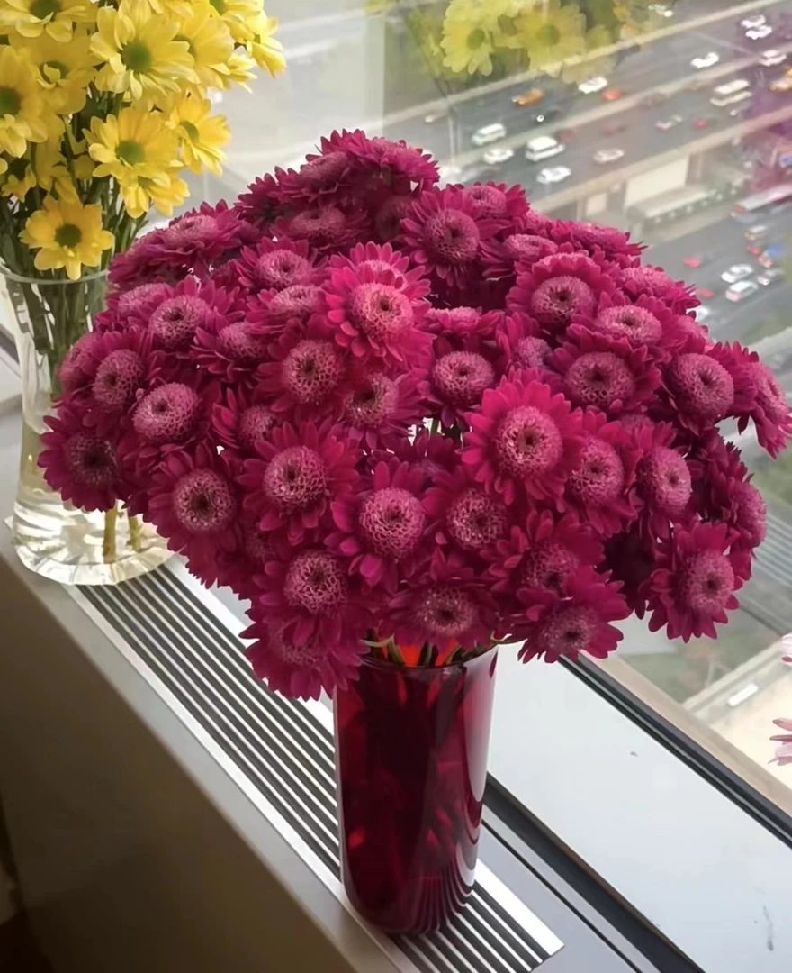 （紫罗兰）小雏菊花
