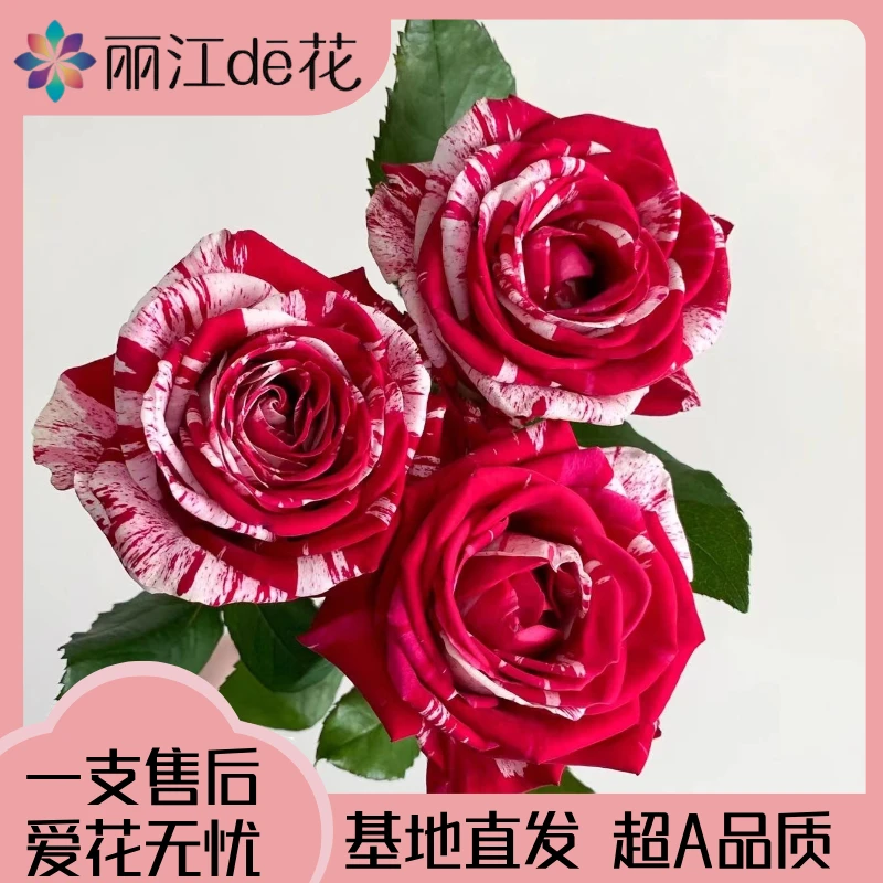 【丽江de花】水瓶座玫瑰 红白复色花纹  美丽优雅  基地新鲜发货