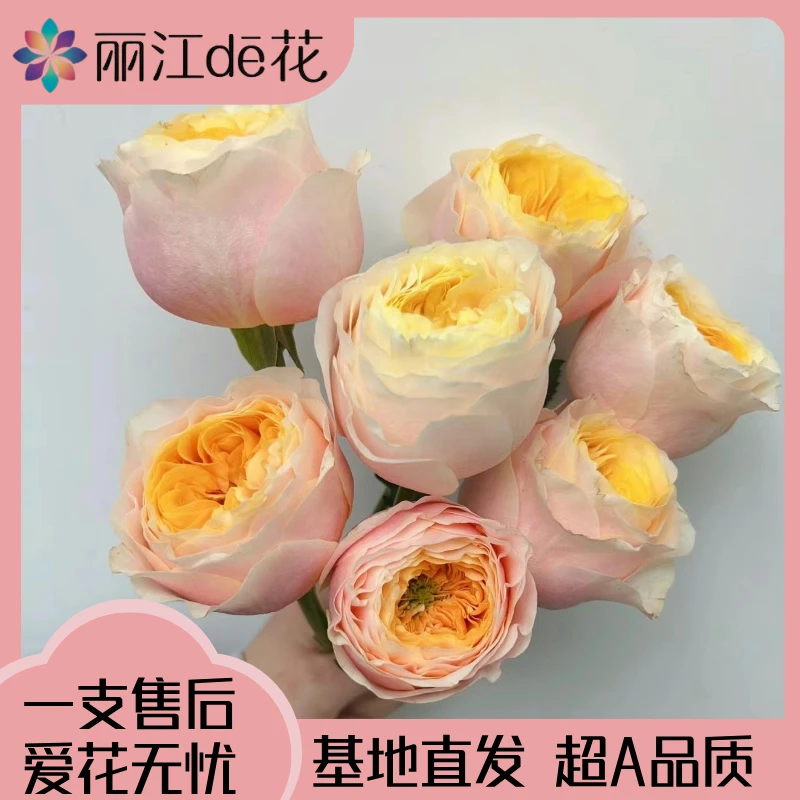 【丽江de花】特蕾莎玫瑰，渐变多色厚实美丽夏季花卉 产地新鲜发货