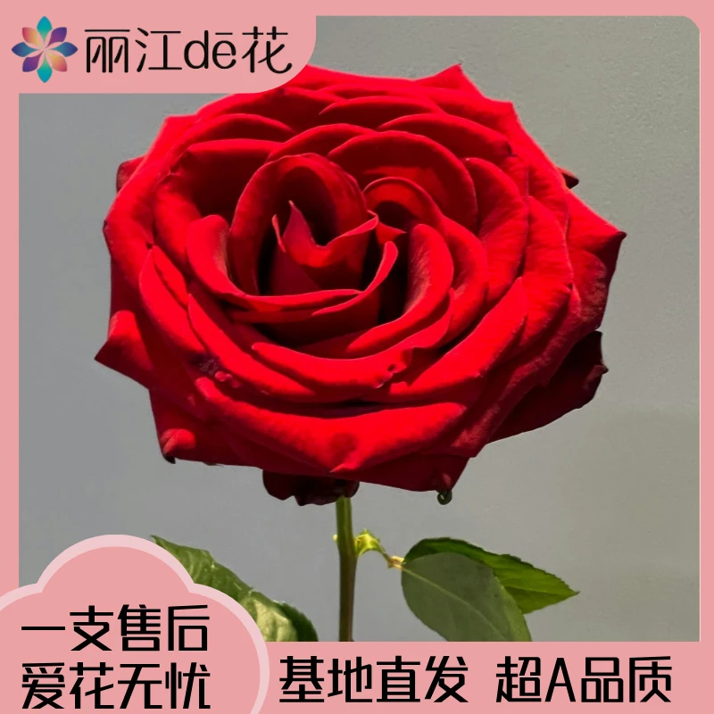 【丽江de花】娜欧蜜玫瑰 高级浪漫 艳而不俗 产地新鲜发货
