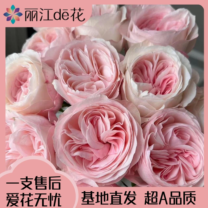 【丽江de花】凯瑟琳玫瑰 美丽优雅 基地新鲜直发