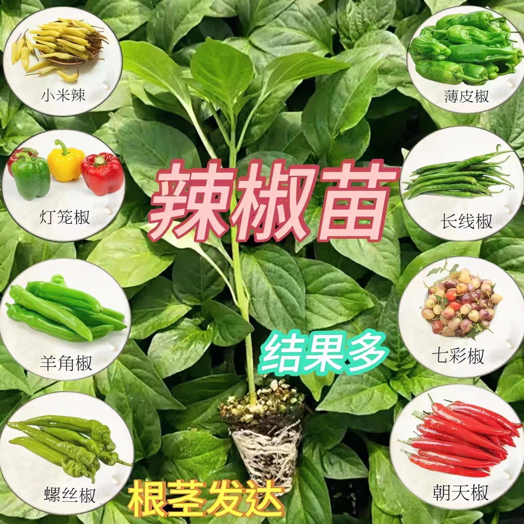 盆栽地栽阳台庭院四季带土高产朝天特辣椒苗螺丝朝天椒薄皮椒线椒