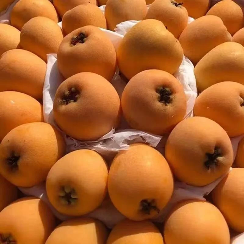 正品 四川大五星枇杷（爱了鲜果 ) 现摘现发 果肉香甜 3斤 包邮