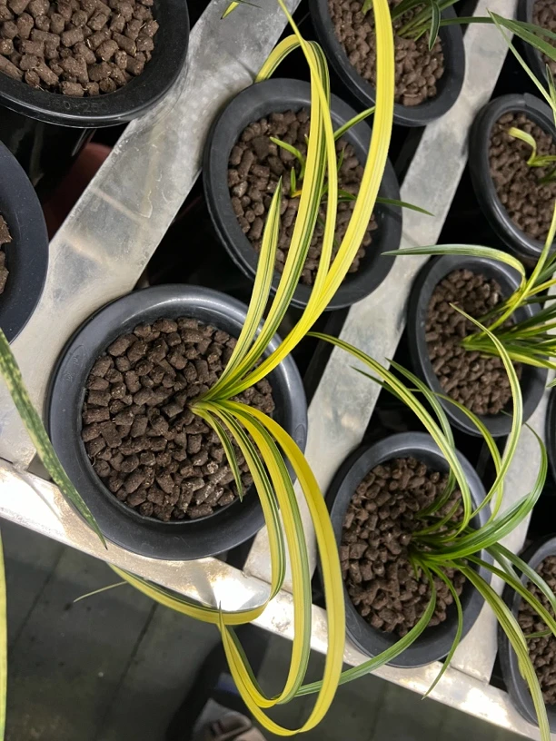 兰花送春秋芝绿兰一拍一物壮苗