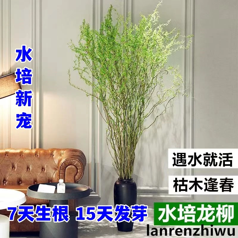 精选鲜枝水培龙柳美观室内干枝水培植物绿植鲜切盆栽绿植国风龙柳
