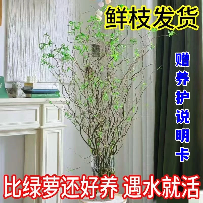 【不含瓶】国风龙柳1.5-1.7米鲜枝装饰绿植艺术水培花卉