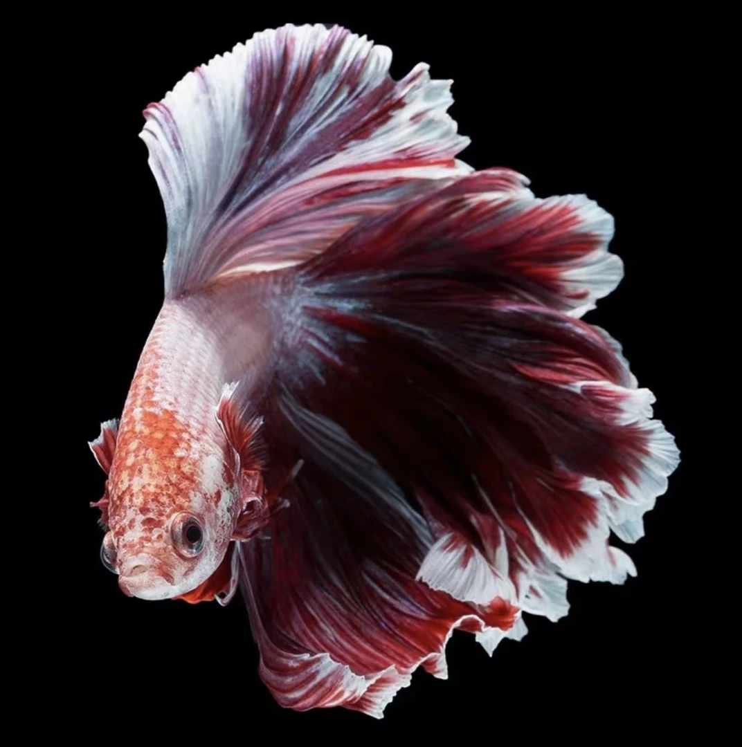 损尾二条不送罐【C1-C20】泰国斗鱼仙女款半月淡水热带观赏鱼