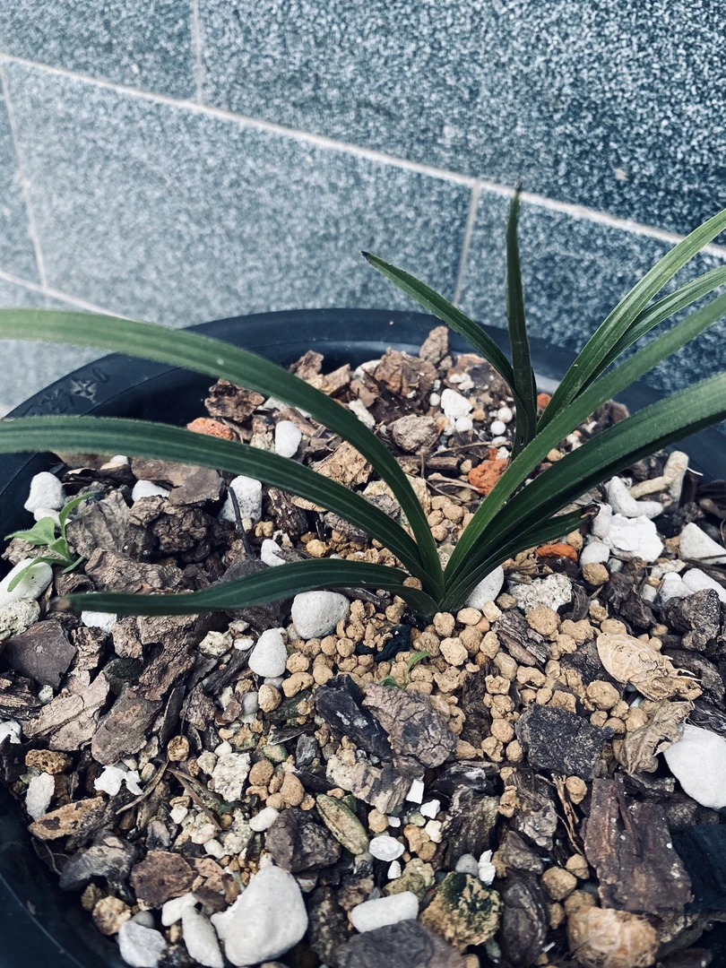 兰花种植，绿植盆栽