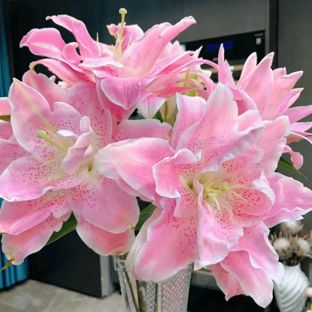 【基地直发】 粉拉菲 重瓣香水百合