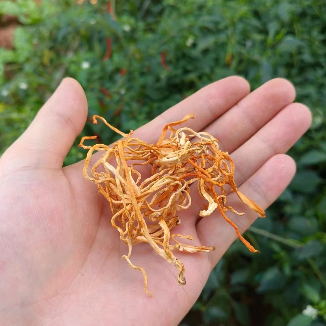 虫草椛-【净含量】250g-500g