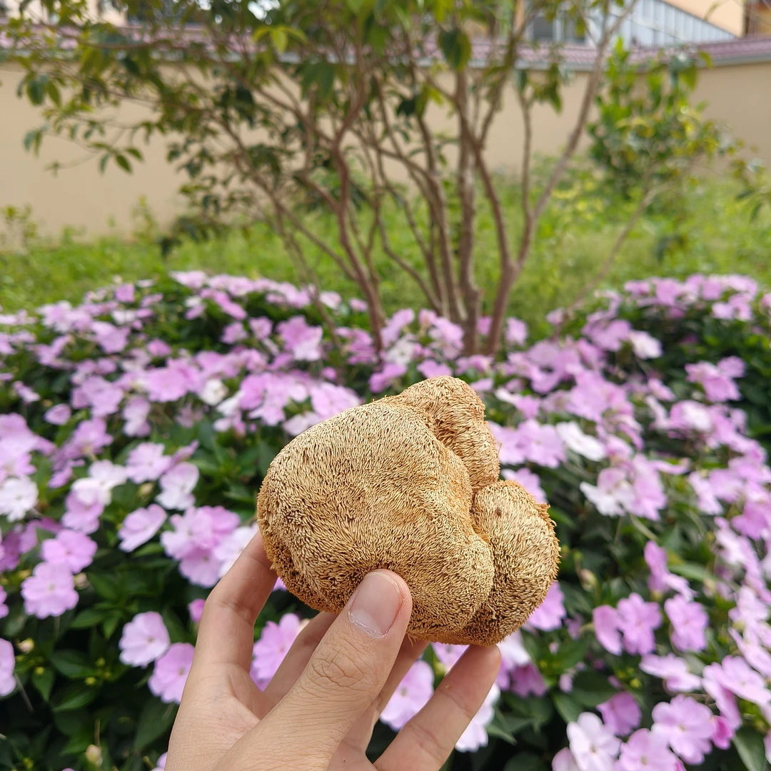 侯头菇-【净含量】500g