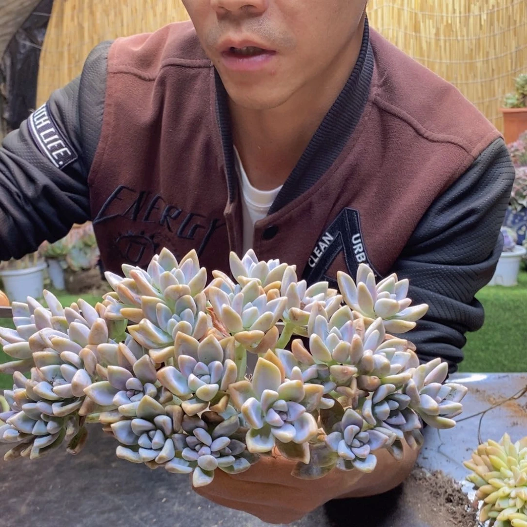 150 号淡雪缀化。