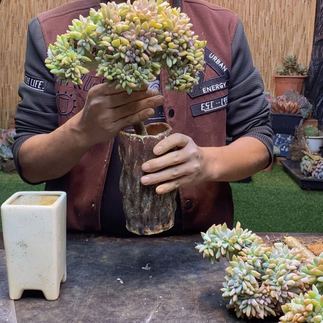 -***-45 号淡雪缀化。