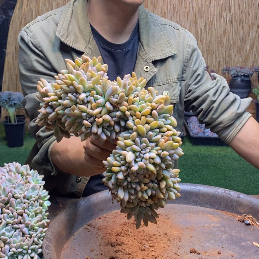 爱***睛A104   淡雪缀化