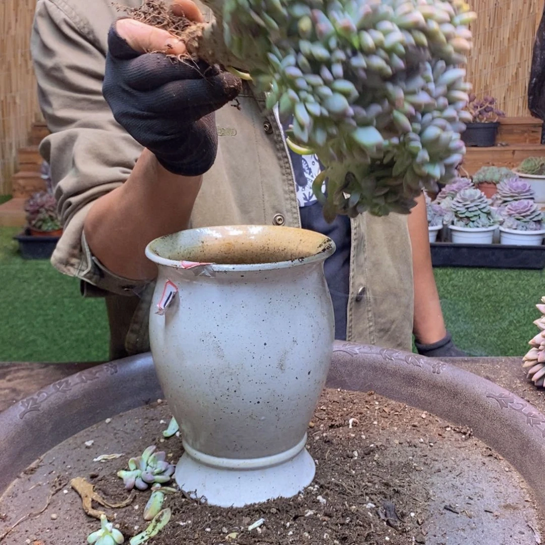 169 号淡雪缀化。