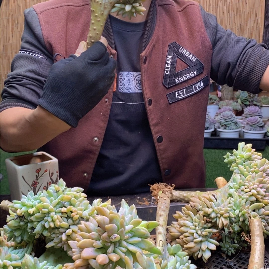 闲****f101 号淡雪缀化。