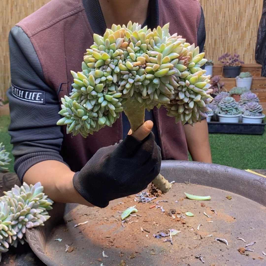 指****?A35 号淡雪缀化。