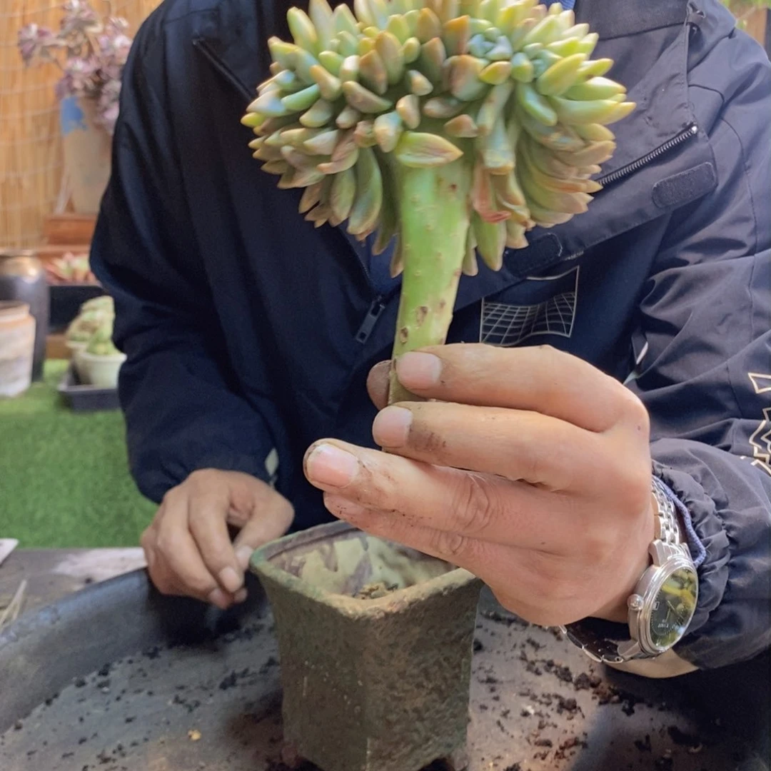 嘻**_A12号淡雪缀化。