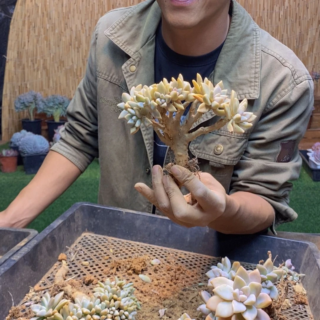 夹****.191 淡雪缀化小老桩