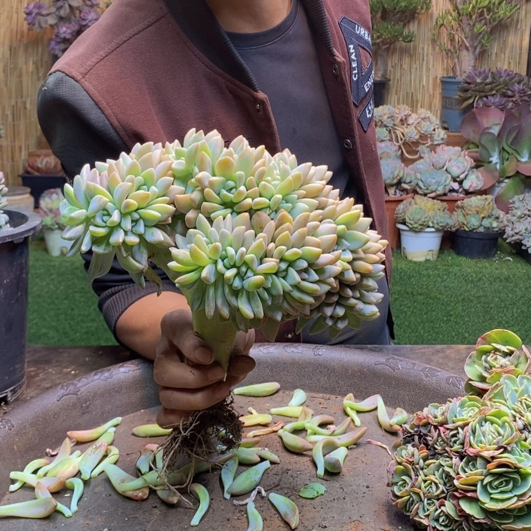 ?*?124 号淡雪缀化。