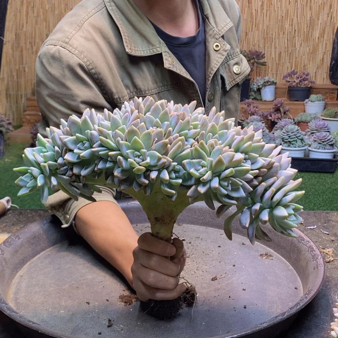 ?***心A54 号淡雪缀化。
