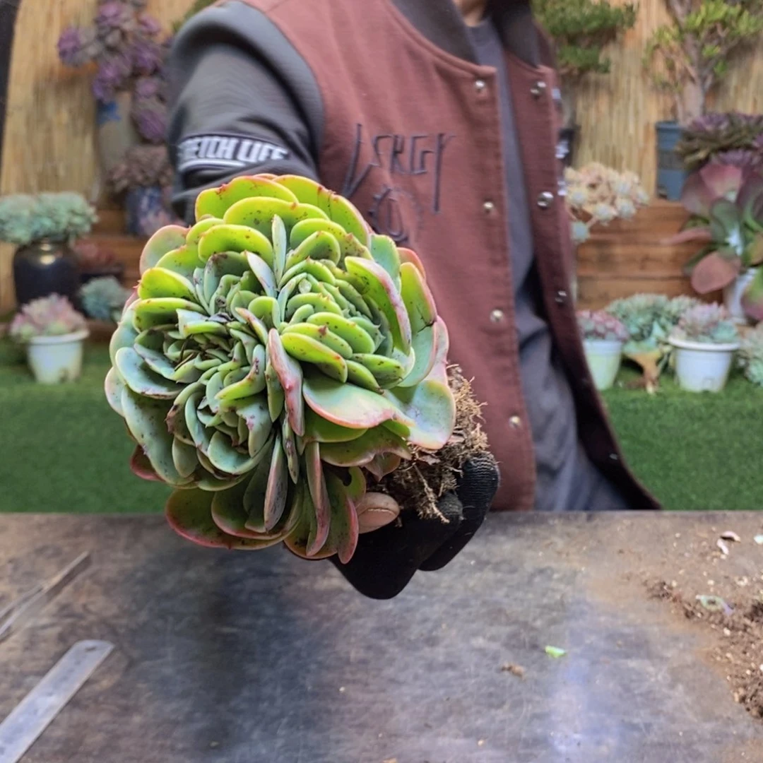 你***哥90 号艾斯梅拉达。