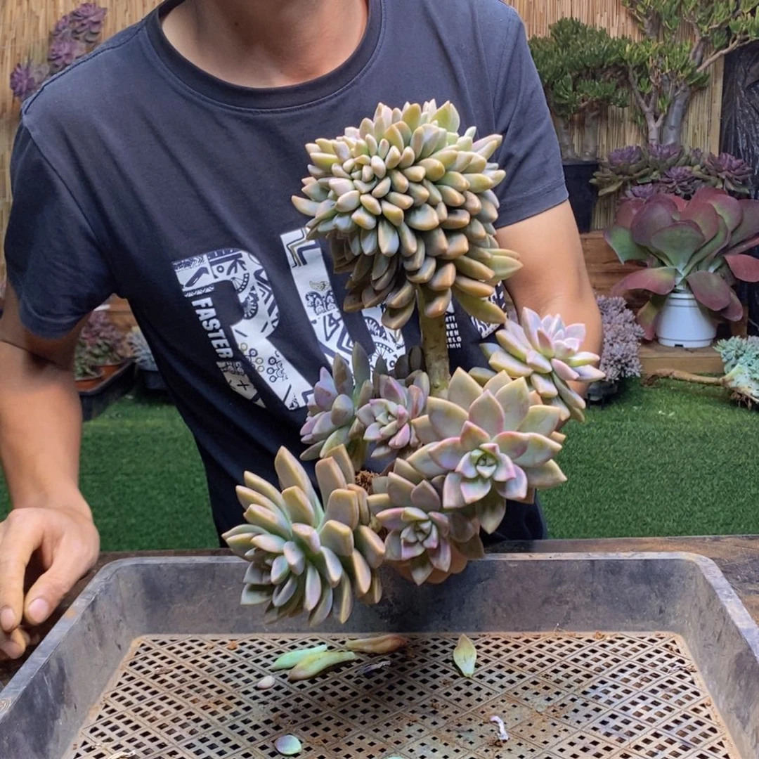 20 号淡雪缀化。