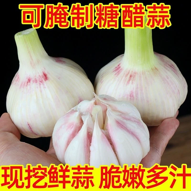新鲜湿蒜头产地直发白紫皮大蒜优质农产品精选3/5/9斤十斤带箱装