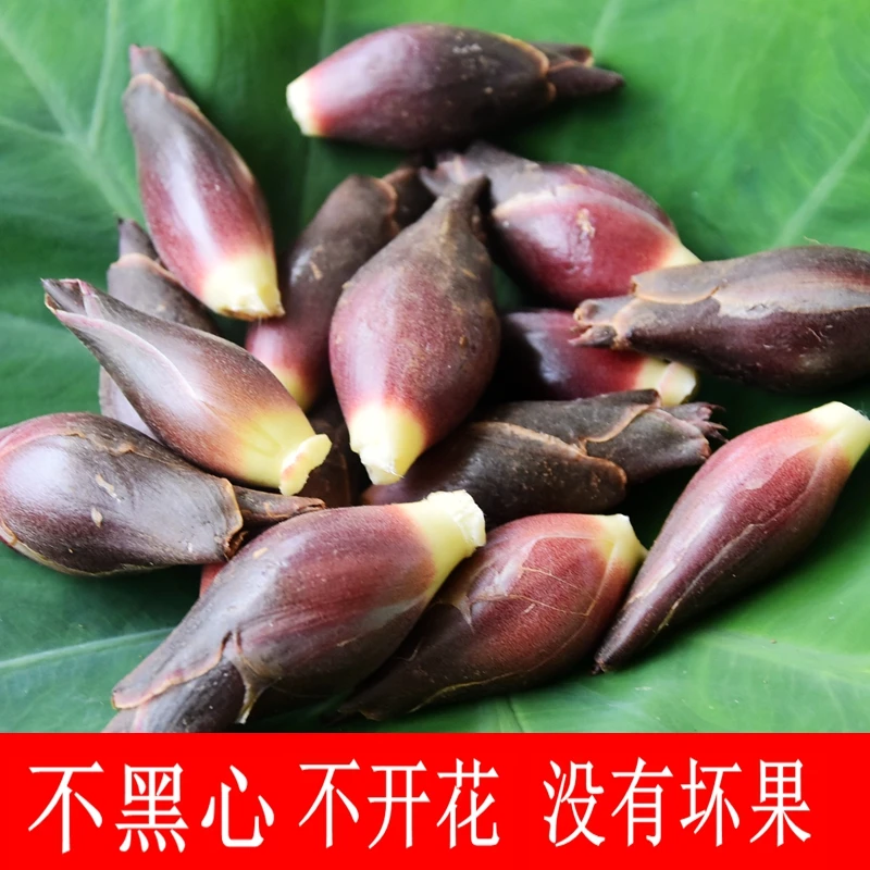 阳荷洋荷姜洋河姜整箱斤1斤高山洋火现挖精选新鲜蔬菜食用美味