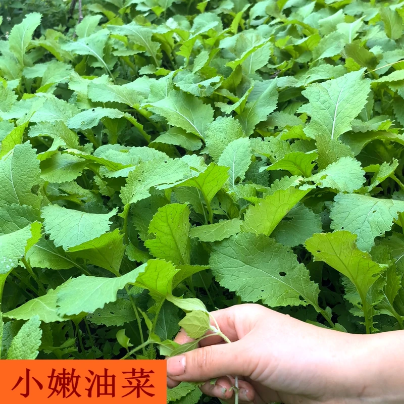 新鲜小油菜 时令野菜火锅配菜食用蔬菜野菜嫩菜苔贵州农家自种