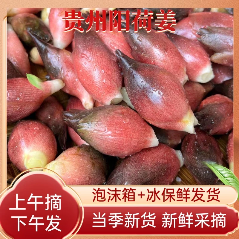 【新鲜阳荷姜】贵州洋荷现摘鲜嫩阳霍产地批发洋姜腌制美味脆嫩速发