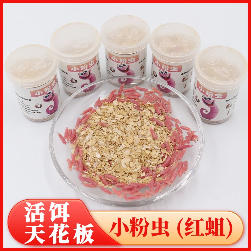 小黑胜品小粉虫 红蛆钓饵  人工养殖腥味高活性淡水鱼通用便宜饵