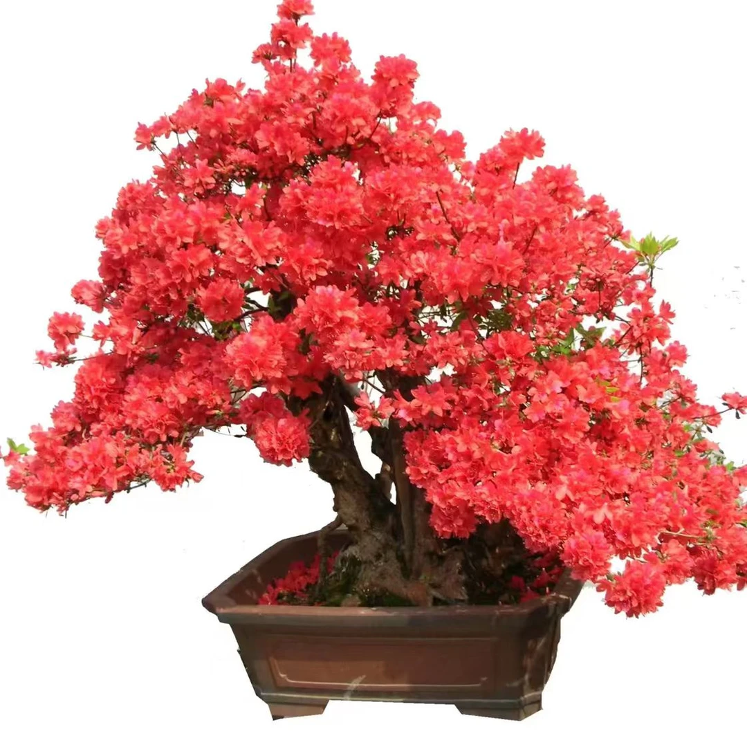 各种盆景桩素材火棘刺梨映山红野茉莉金弹子等直播间一物一拍