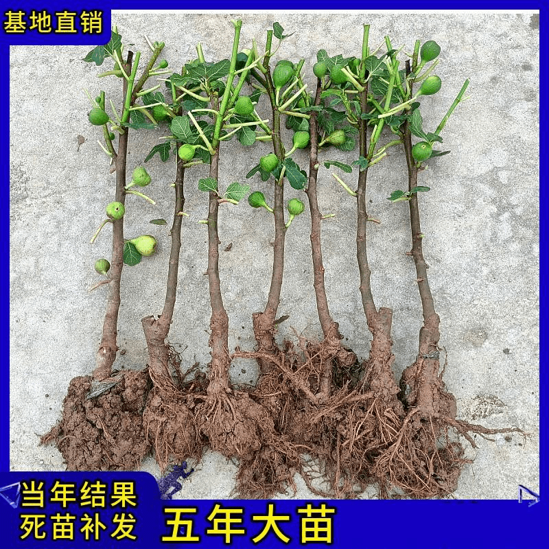 无花果树果苗树苗当年结果南北方盆栽地栽室内外阳台庭院四季种植