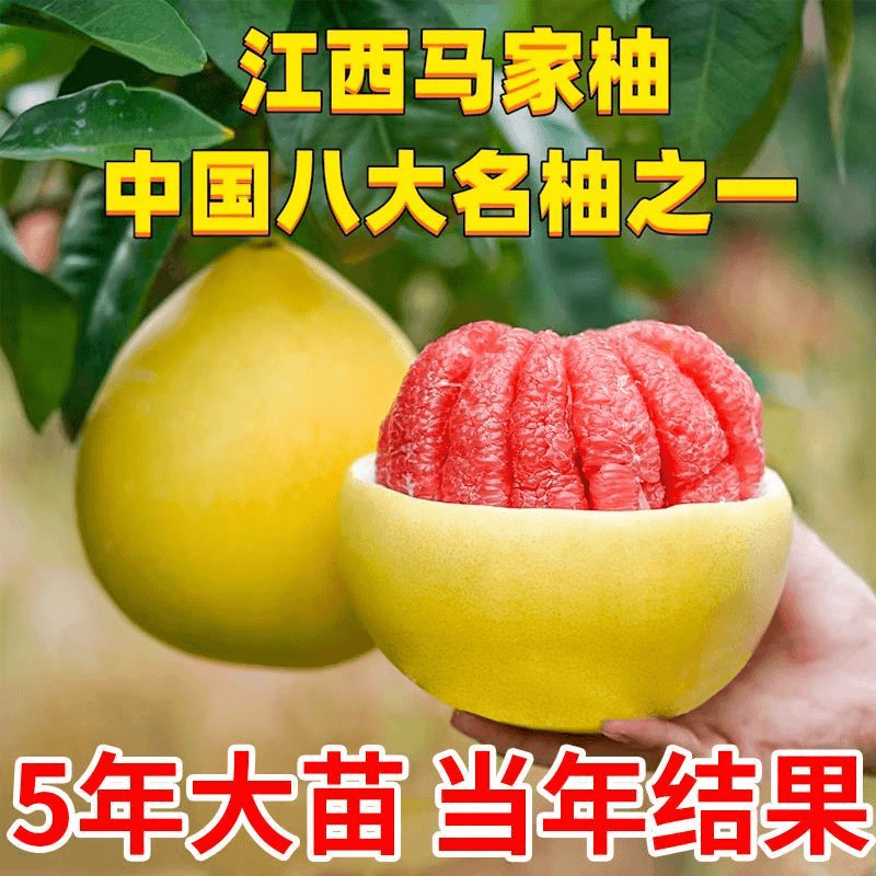 江西马家柚树苗柚子树红心柚苗嫁接果苗果树广丰盆栽地栽当年结果